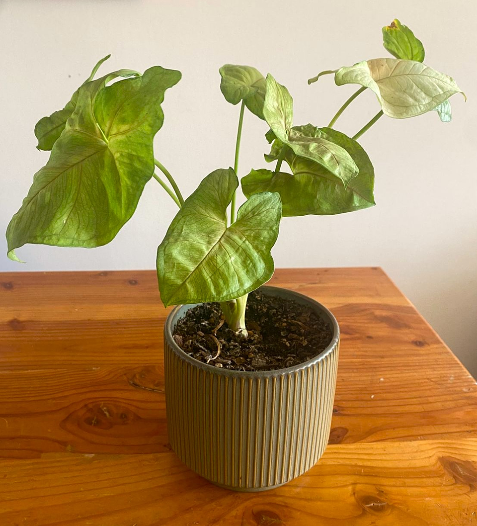 Syngonium golden allusion 1