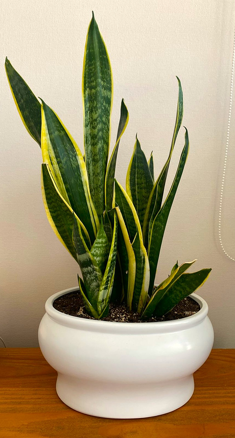 Sansevieria trifasciata - Lengua de Suegra