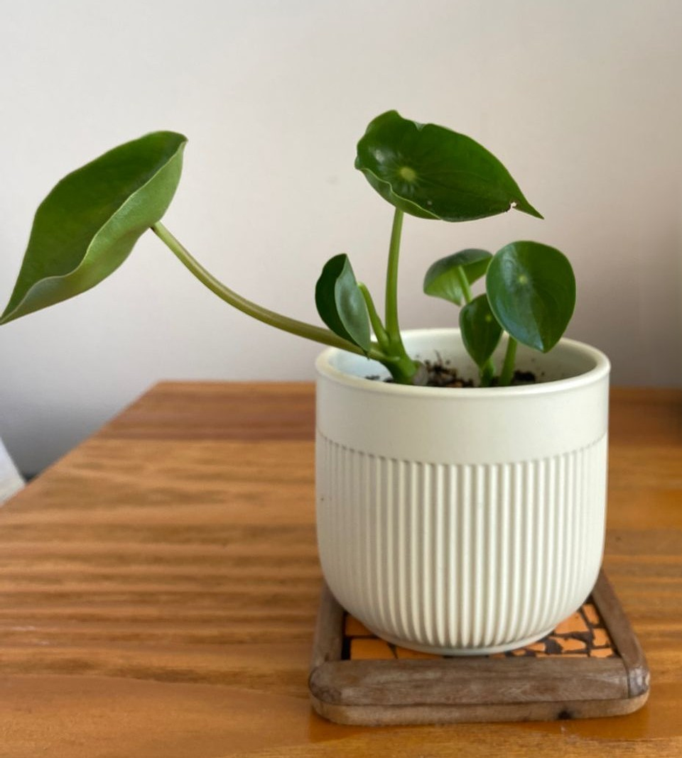 Peperomia Polybotrya - Cucharita  1