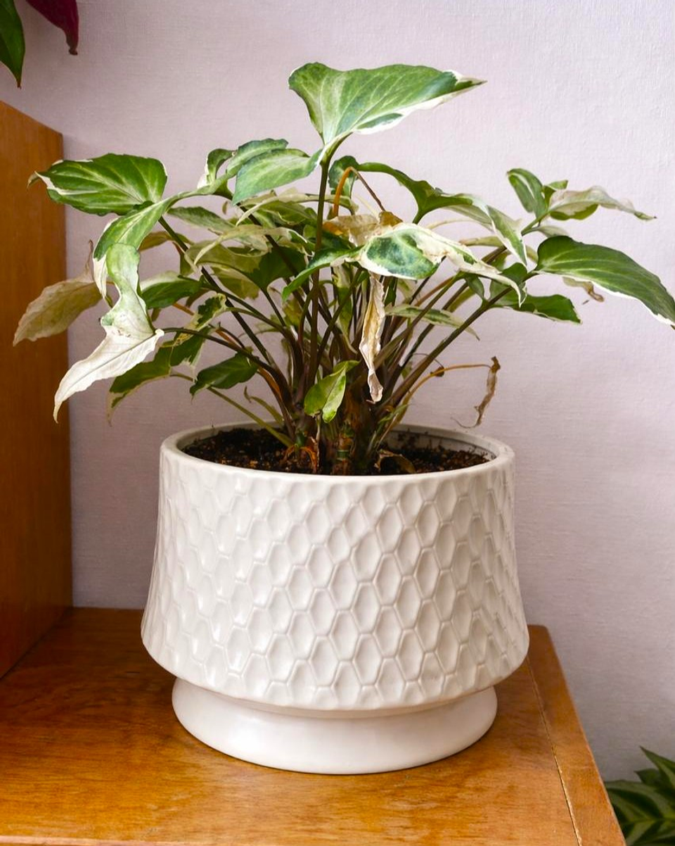 Syngonium starlite 1