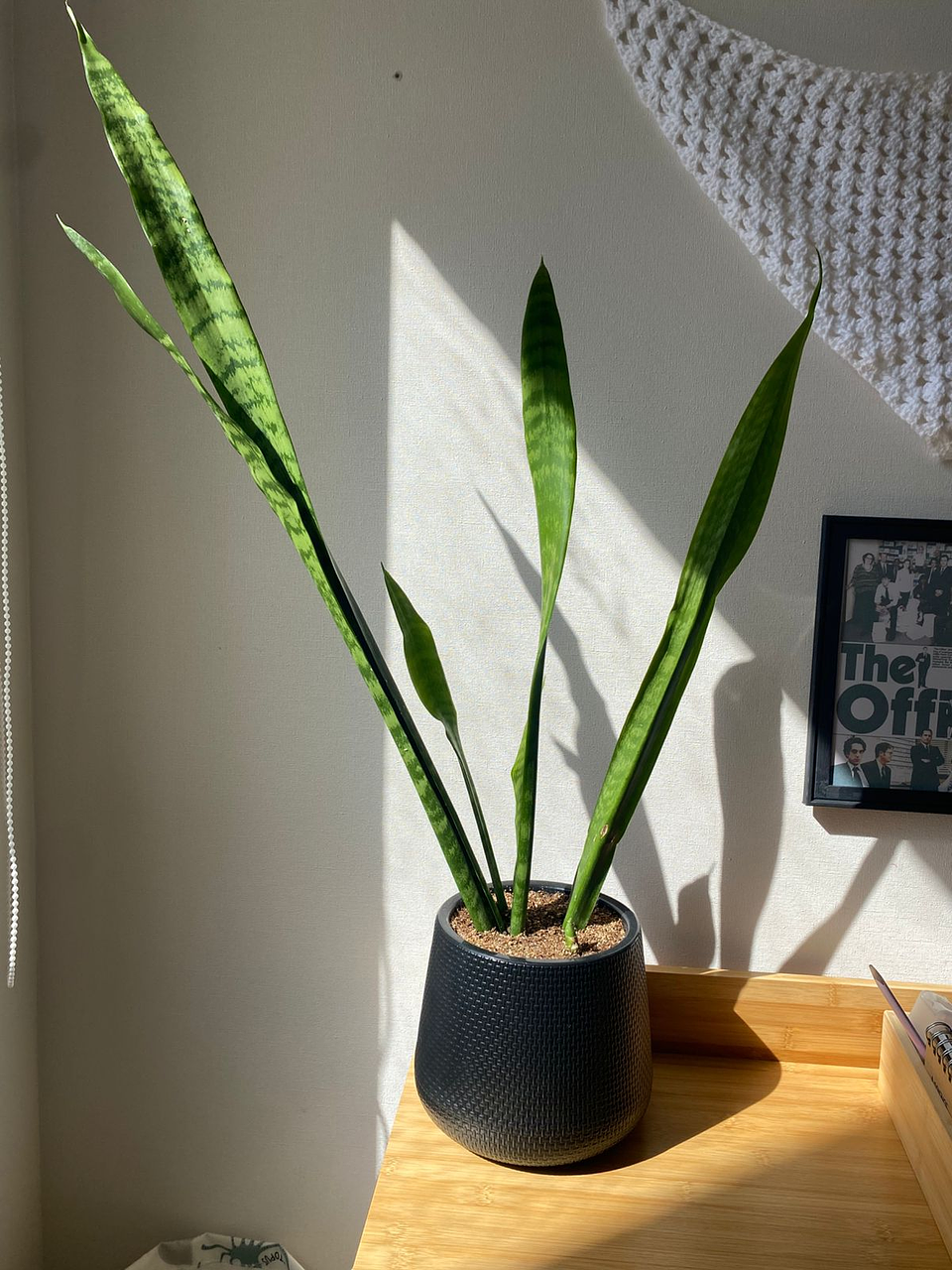 Sansevieria Zeylanica 1