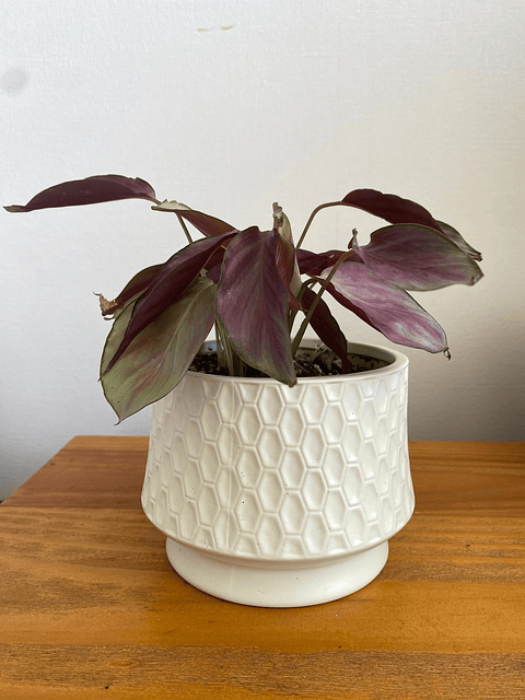 Calathea Picturata Silver Plate