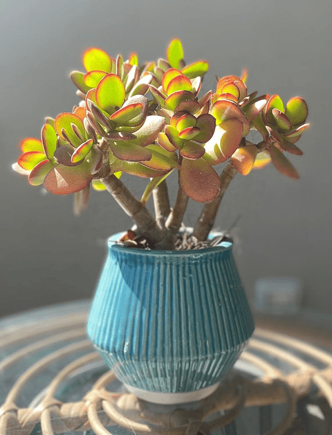 Crassula ovata - árbol de jade