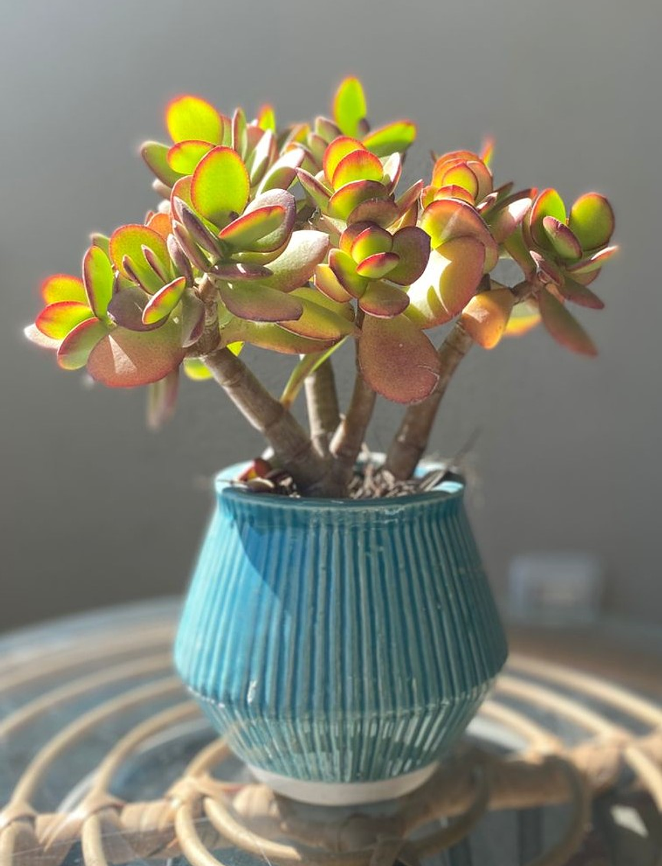 Crassula ovata - árbol de jade 1