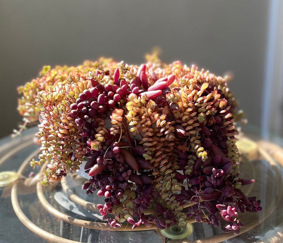 Othonna capensis y Crassula pellucida (Lagrimas de rubíes y de corazones) 1