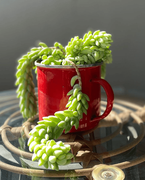 Sedum morganianum en tazón vintage