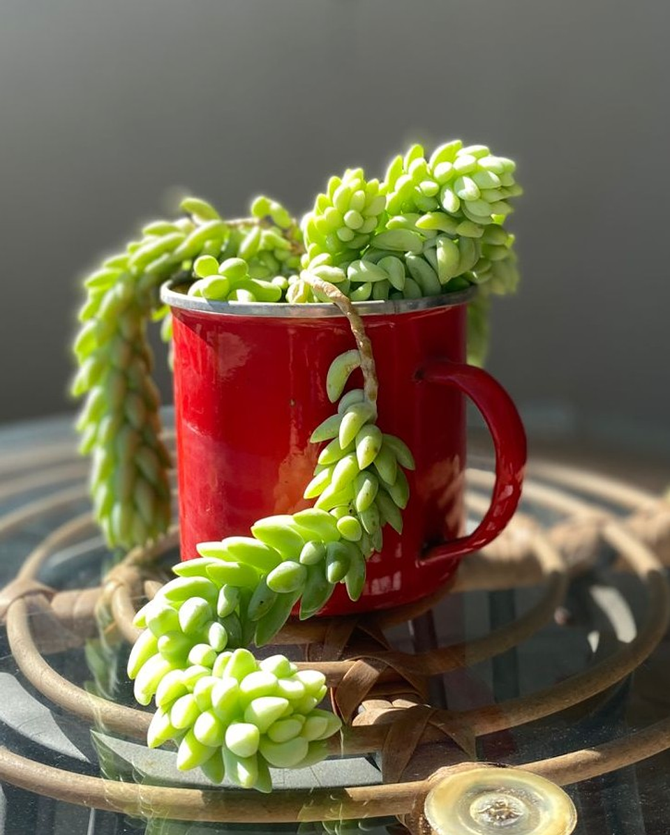  Sedum morganianum en tazón vintage 1