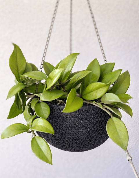 Hoya carnosa (Flor de cera) en Macetero Colgante