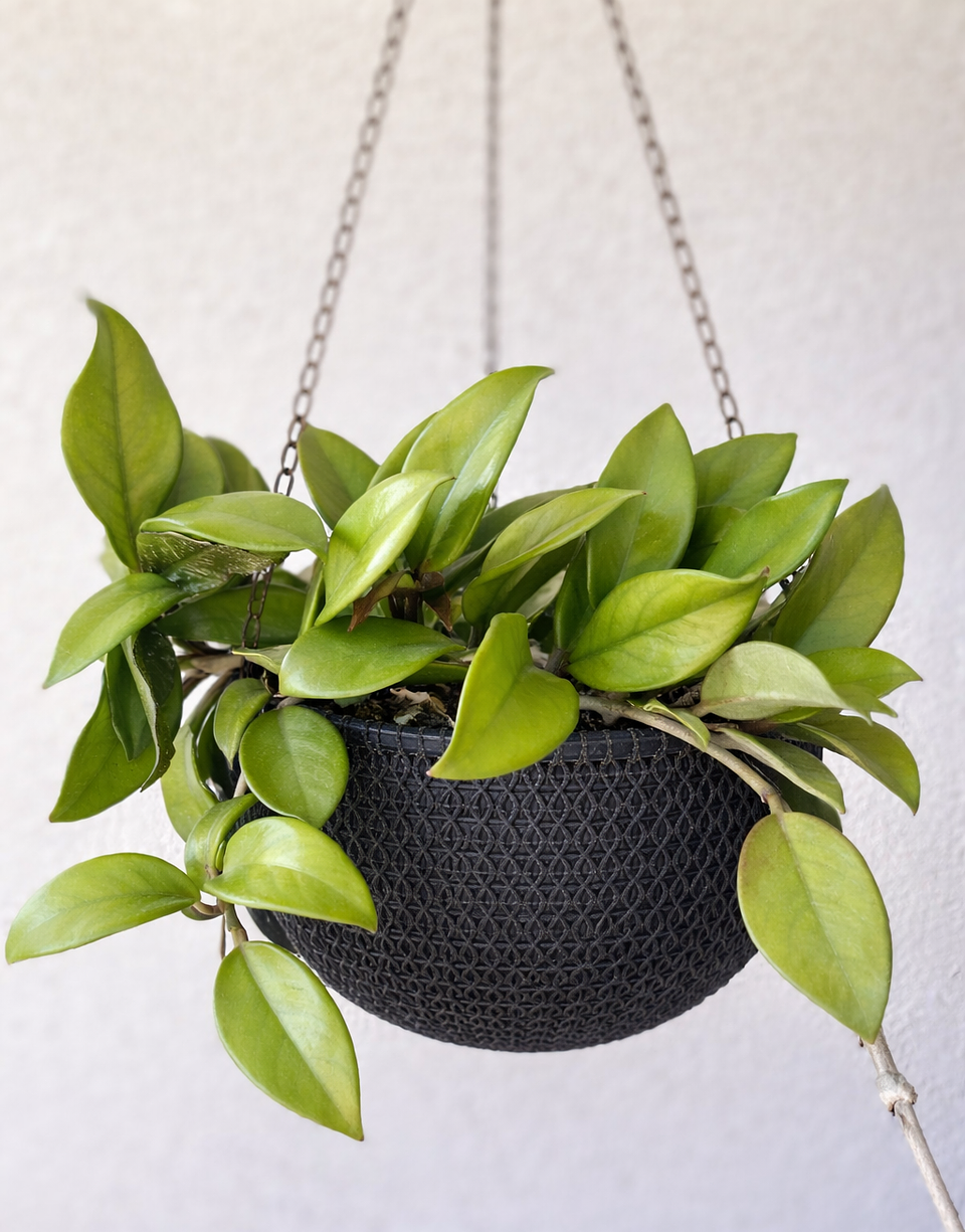 Hoya carnosa (Flor de cera) en Macetero Colgante 1