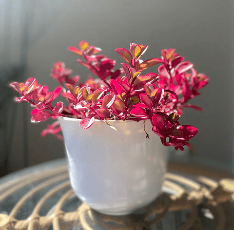 Plectranthus Verticillatus - Dolar chaucha