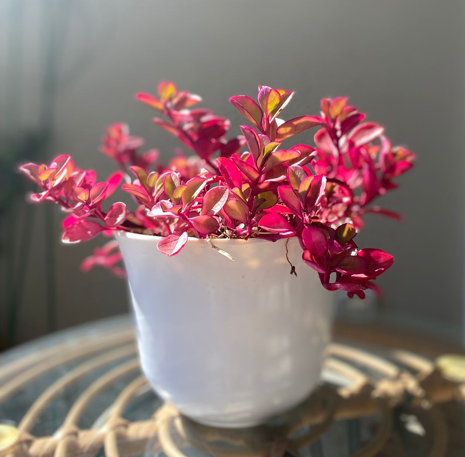 Plectranthus Verticillatus - Dolar chaucha 1