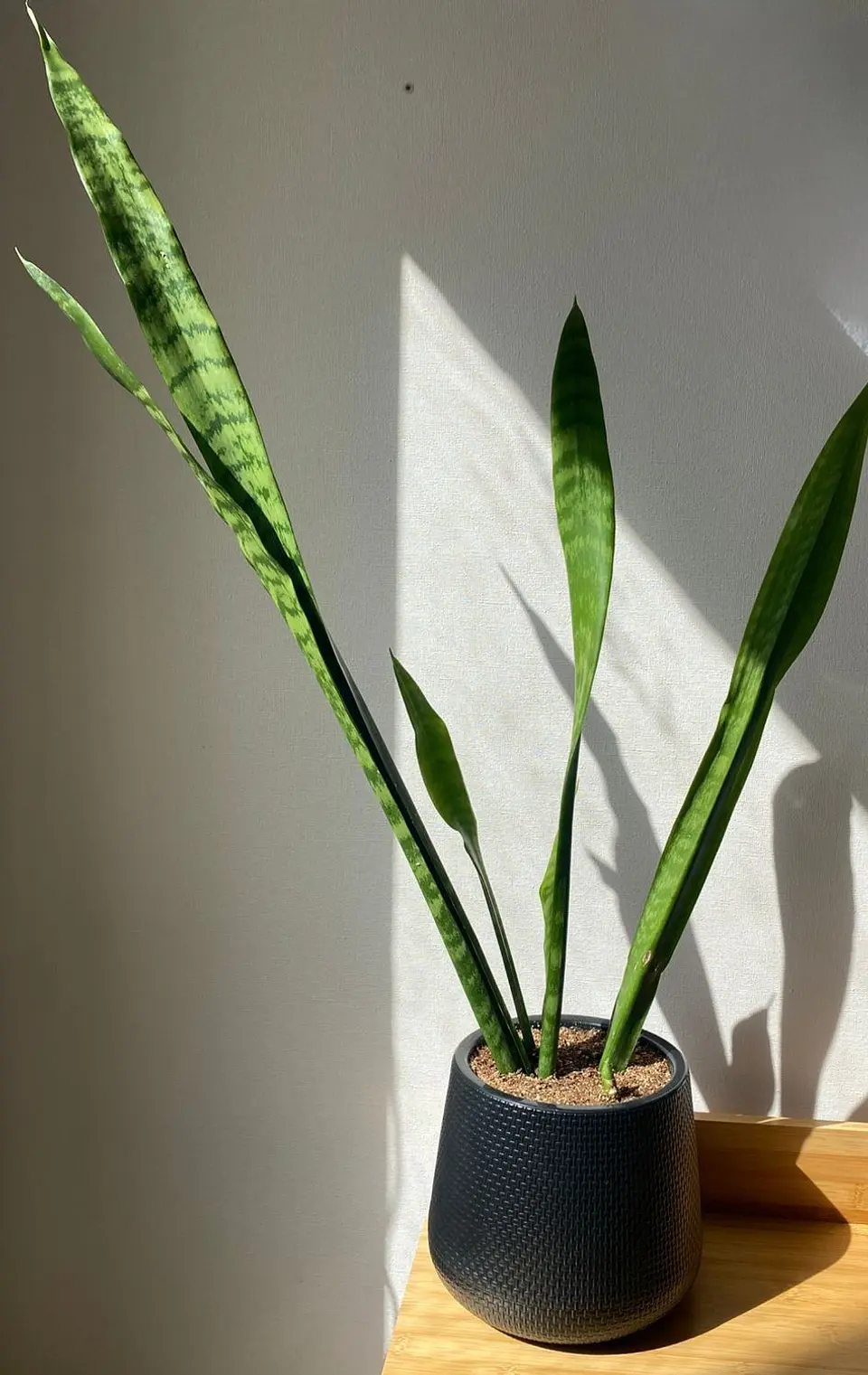 Sansevieria Zeylanica 1