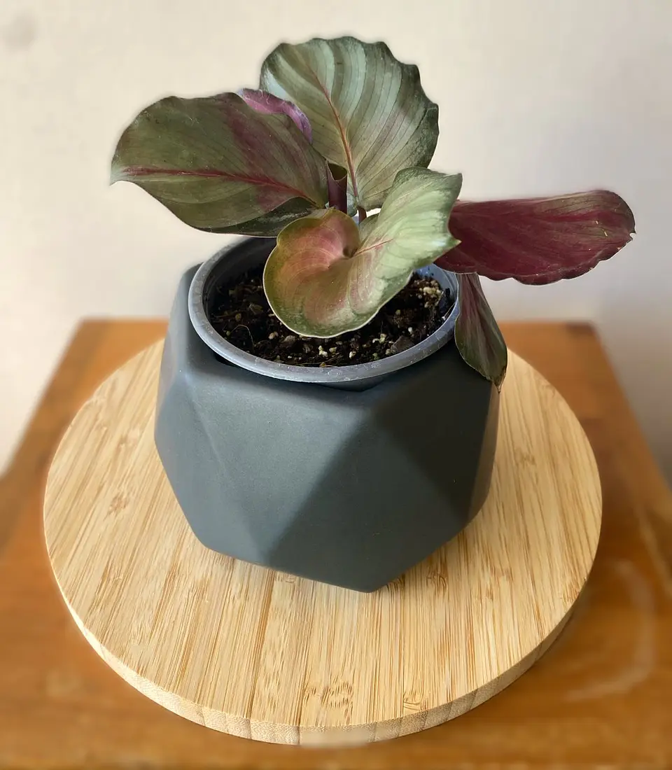 Calathea picturata 1