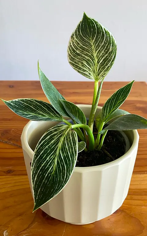 Philodendron birkin