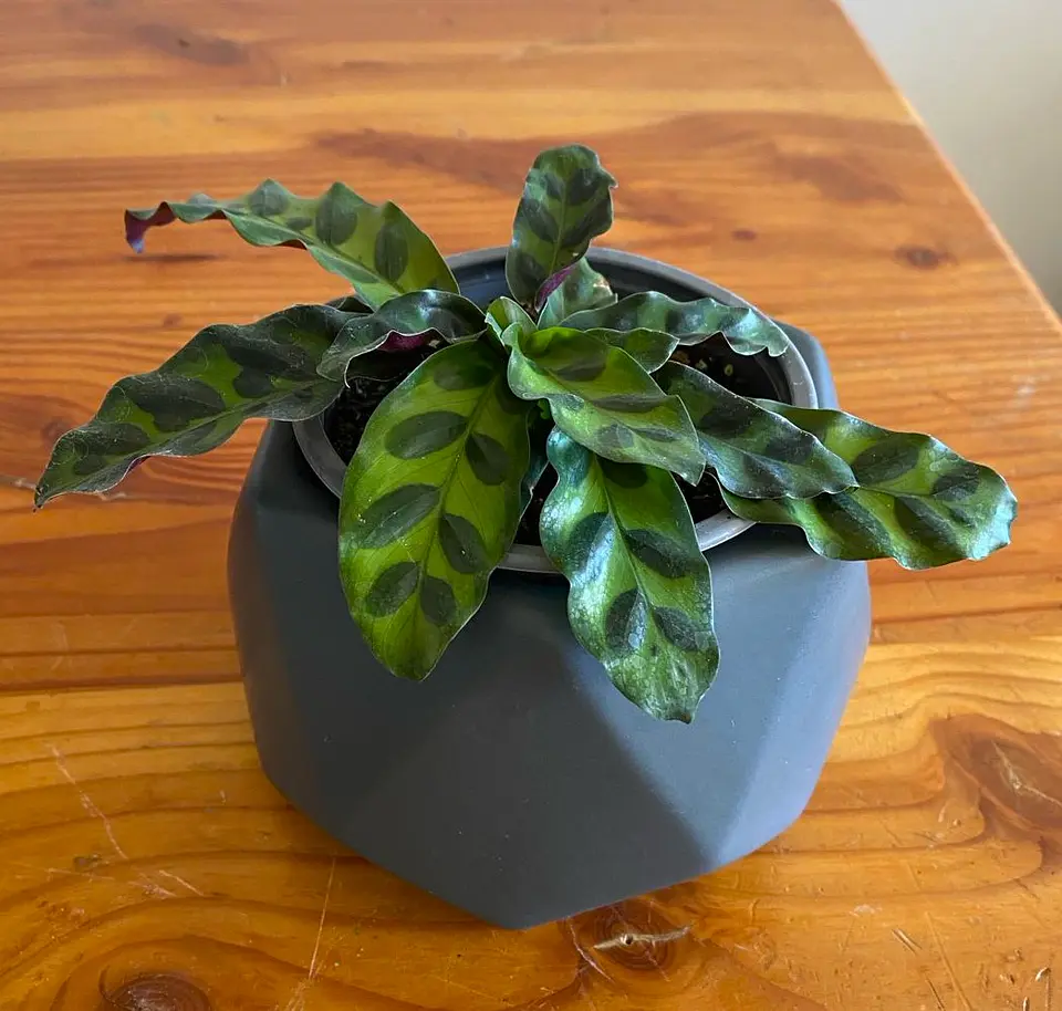 Calathea insignis (Rattlesnake) 1