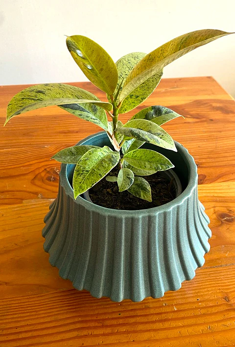 Ficus Elastica Shivereana