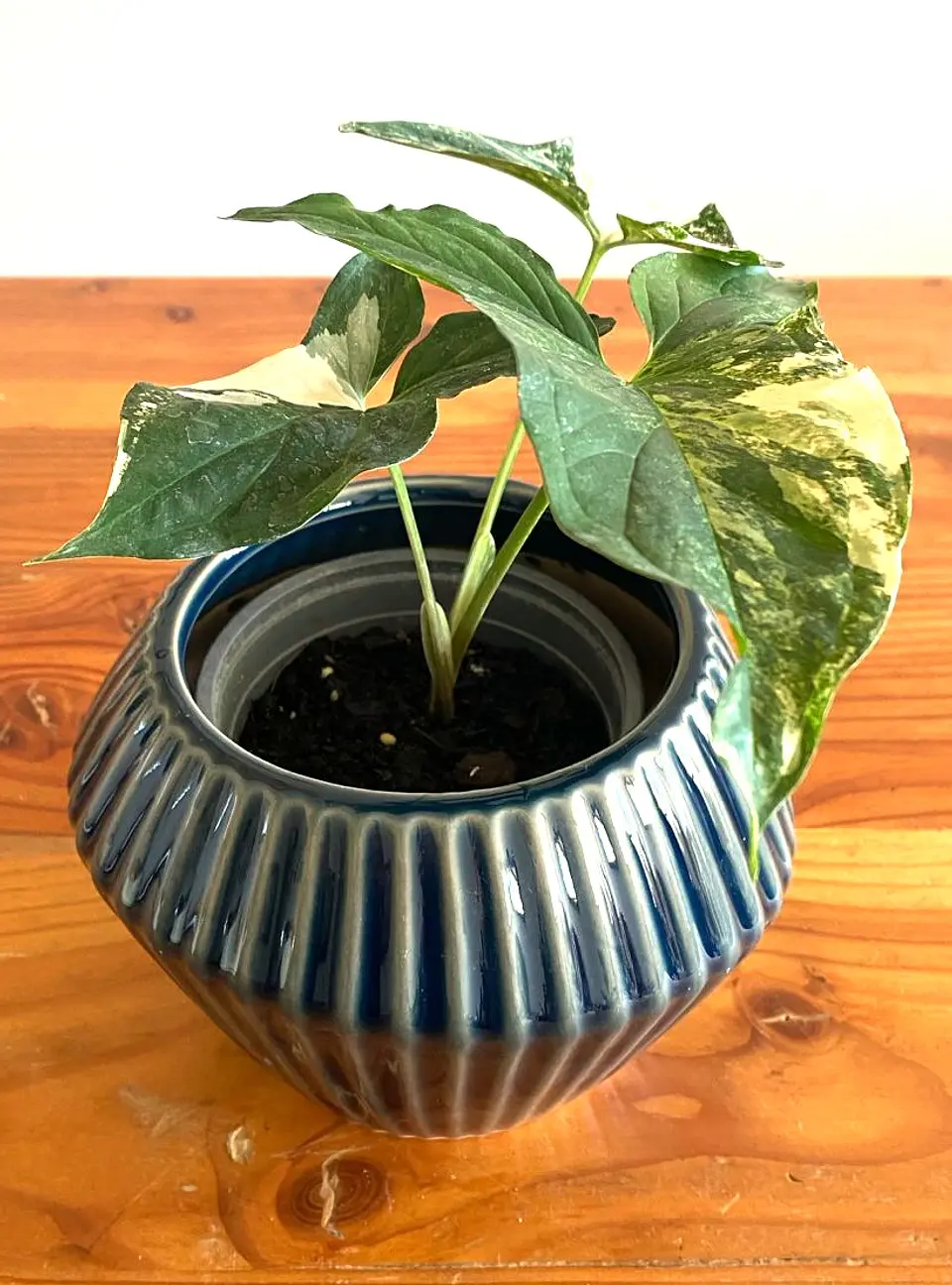 Singonio variegado 1