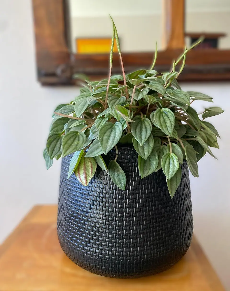 Peperomia napoli 1
