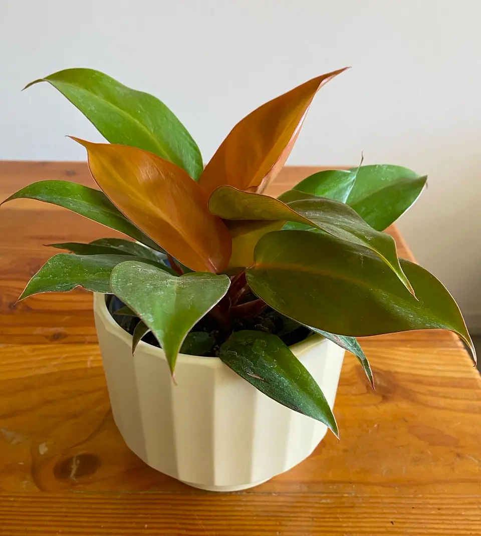Philodendron Cherry Red 1