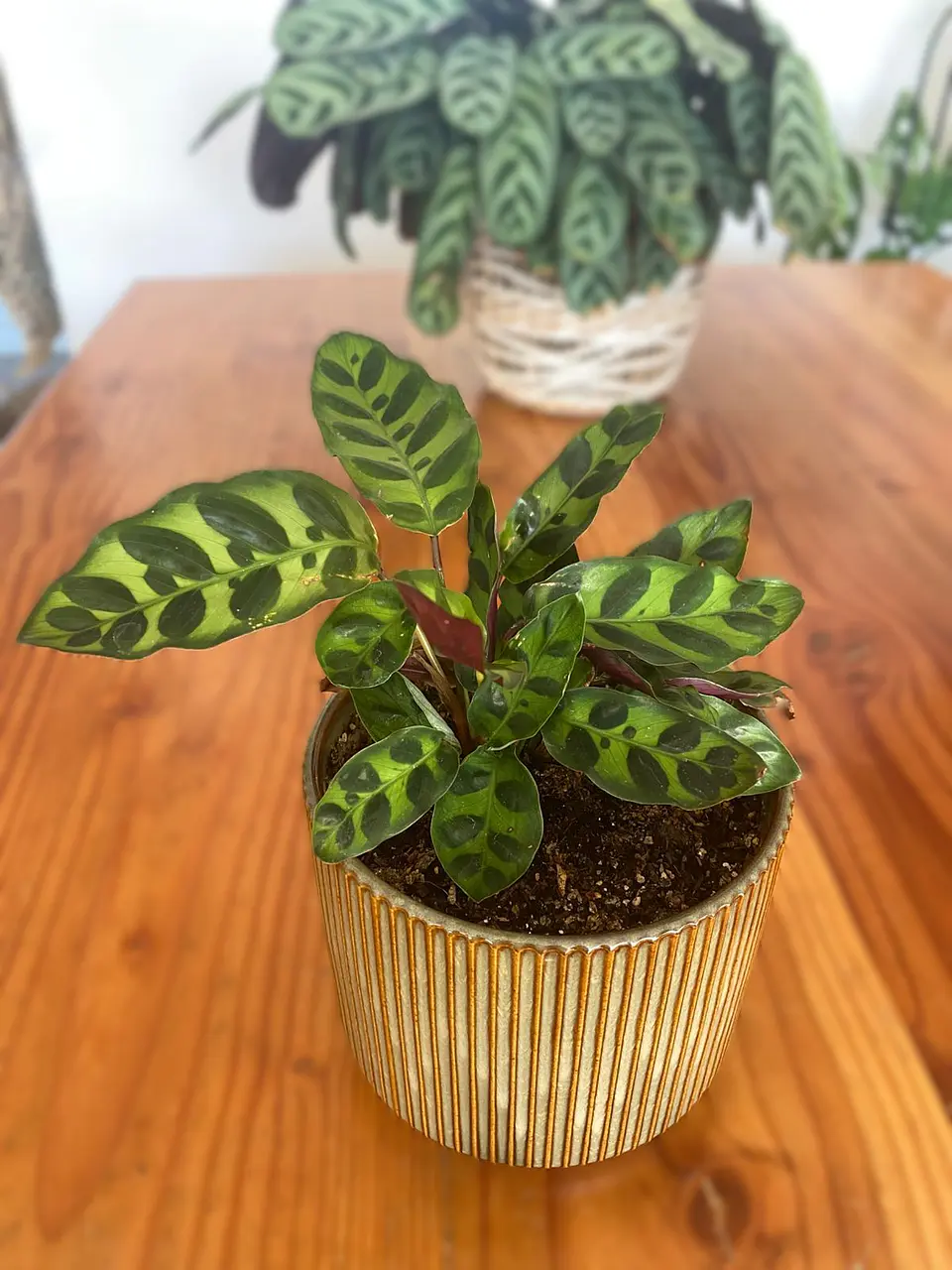 Calathea lancifolia – Calathea Rattlesnake 2