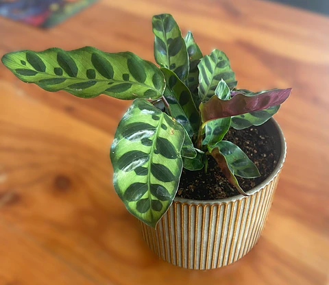 Calathea lancifolia – Calathea Rattlesnake
