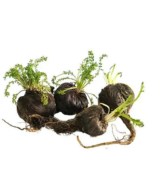 MACA NEGRA GELATINIZADA NATURAL 