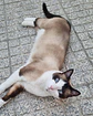 O Teu Gato em Cerâmica - Thumbnail 3