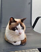 O Teu Gato em Cerâmica - Thumbnail 5