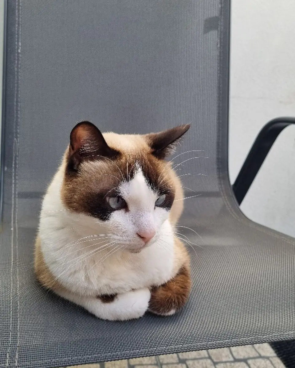 O Teu Gato em Cerâmica 5