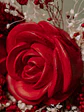 Ramo Rosas - Thumbnail 4