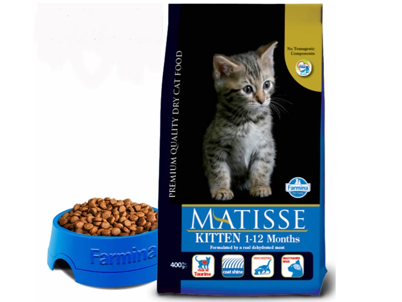 Matisse Fihotes (kitten)