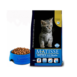 Matisse Fihotes (kitten)