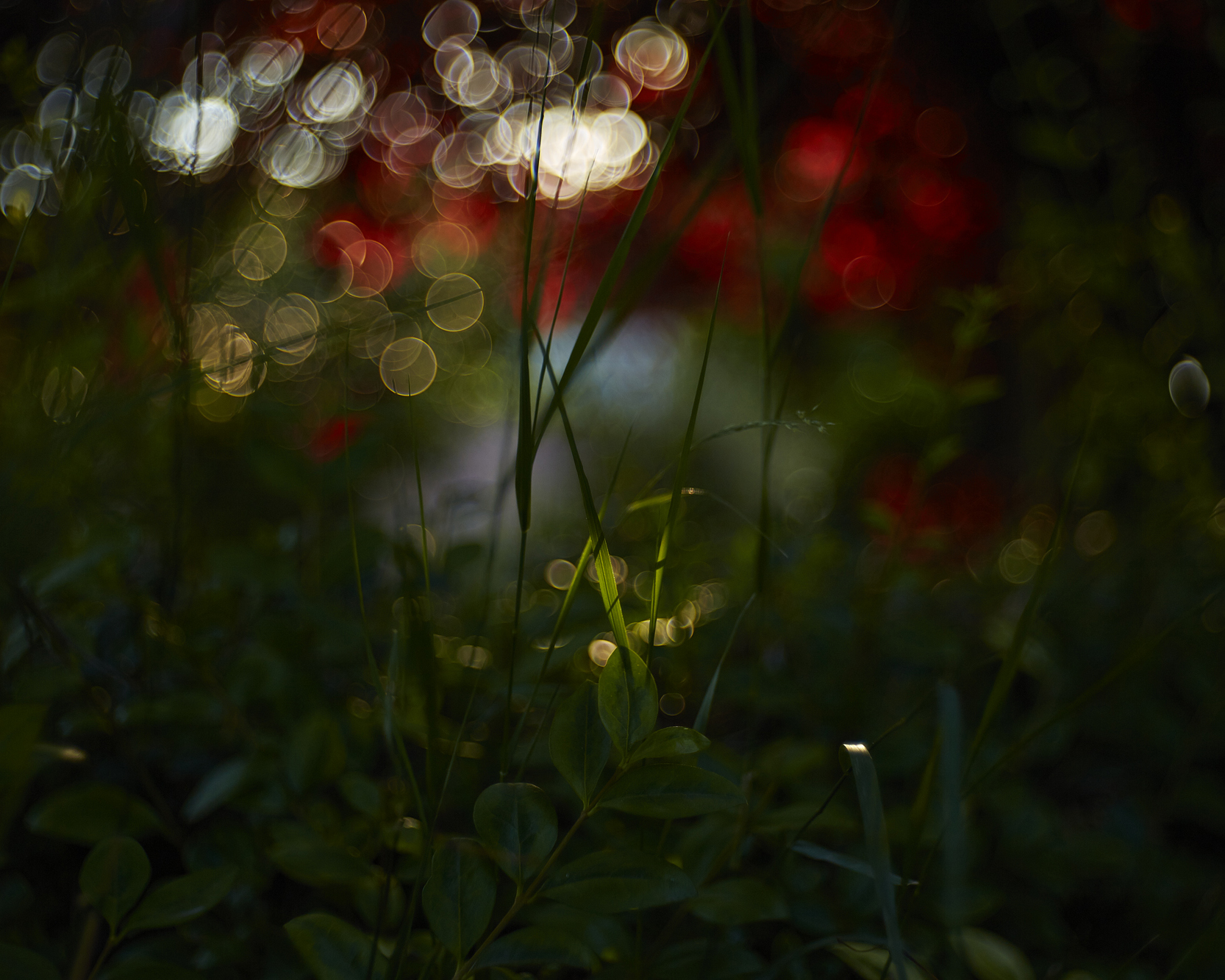 COMO LOGRAR BOKEH DE BURBUJAS ( SOAP BUBBLE BOKEH )