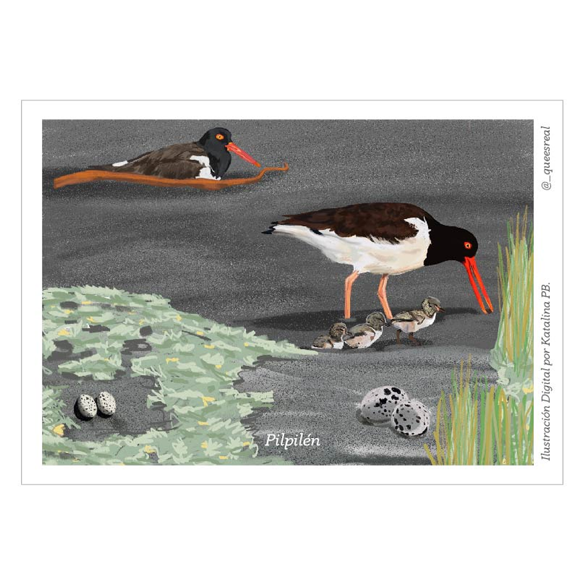 Pack de 7 Postales a Elección  5