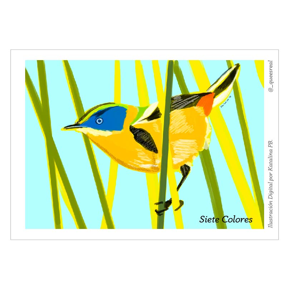 Pack de 7 Postales a Elección  25