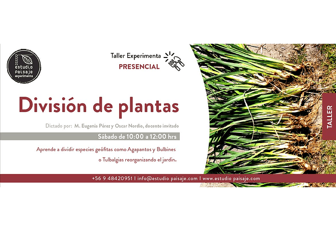 TALLER "DIVISIÓN DE PLANTAS EN NUESTRO JARDÍN"