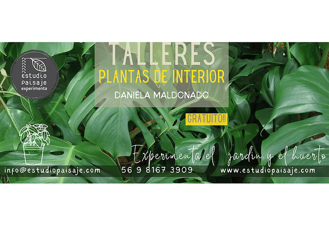 TALLER PLANTAS DE INTERIOR 