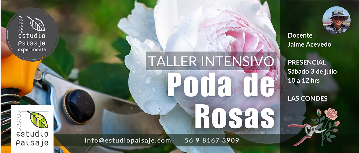 PODA DE ROSAS