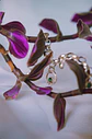 Pulsera Halo - Miniatura 4