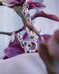 Pulsera Halo - Miniatura 4