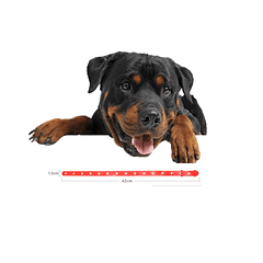 Collar Anti Pulgas Repelente Garrapatas Perros Toda Raza