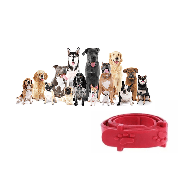 Collar Anti Pulgas Repelente Garrapatas Perros Toda Raza 4