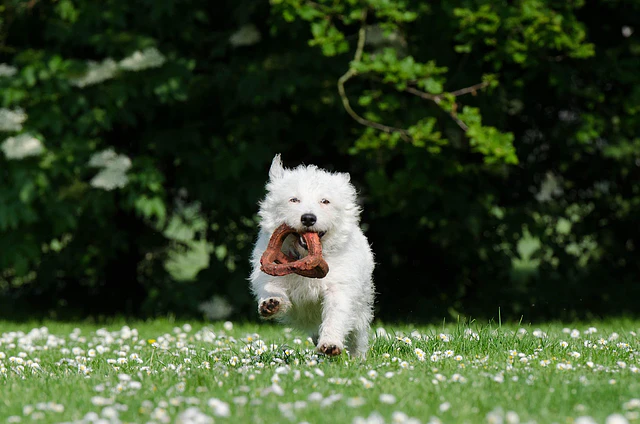 Juguetes para perros