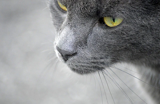 Gatos