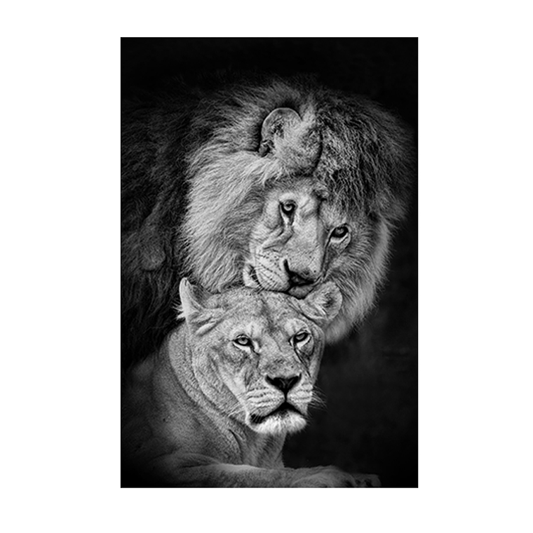 Quadro Decorativo Leão Casal Amor 2