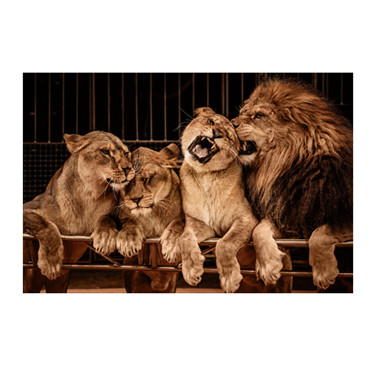 Quadro Decorativo Leão Família Cores 2