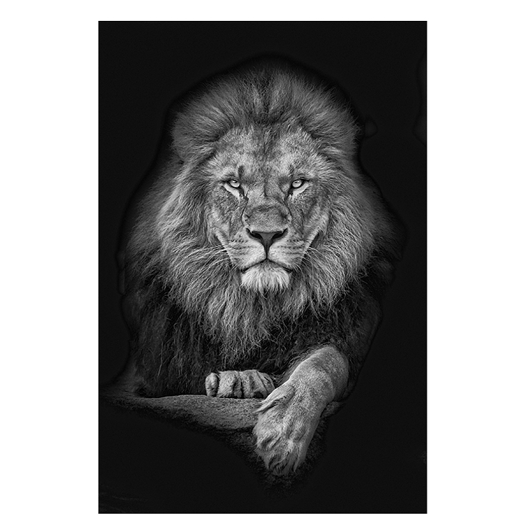 Quadro Decorativo Leão Black 2