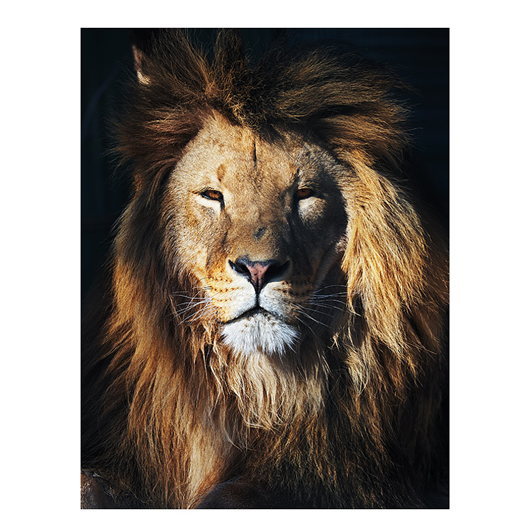 Quadro Decorativo Leão Selvagem 2