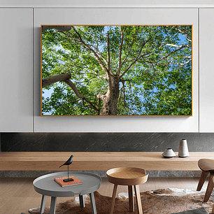 Quadro Decorativo Árvore Natural