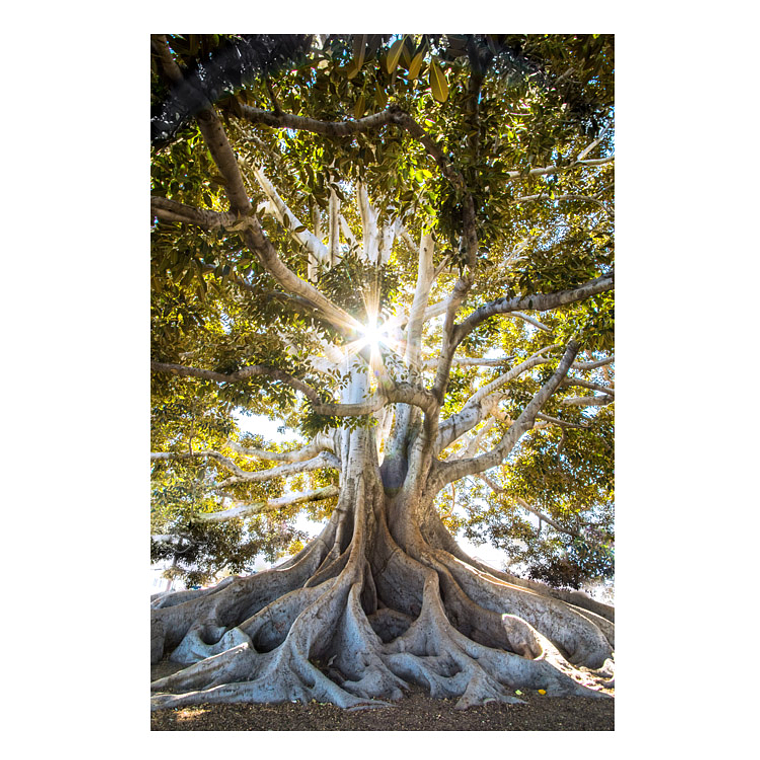 Quadro Decorativo Árvore Raizes 2